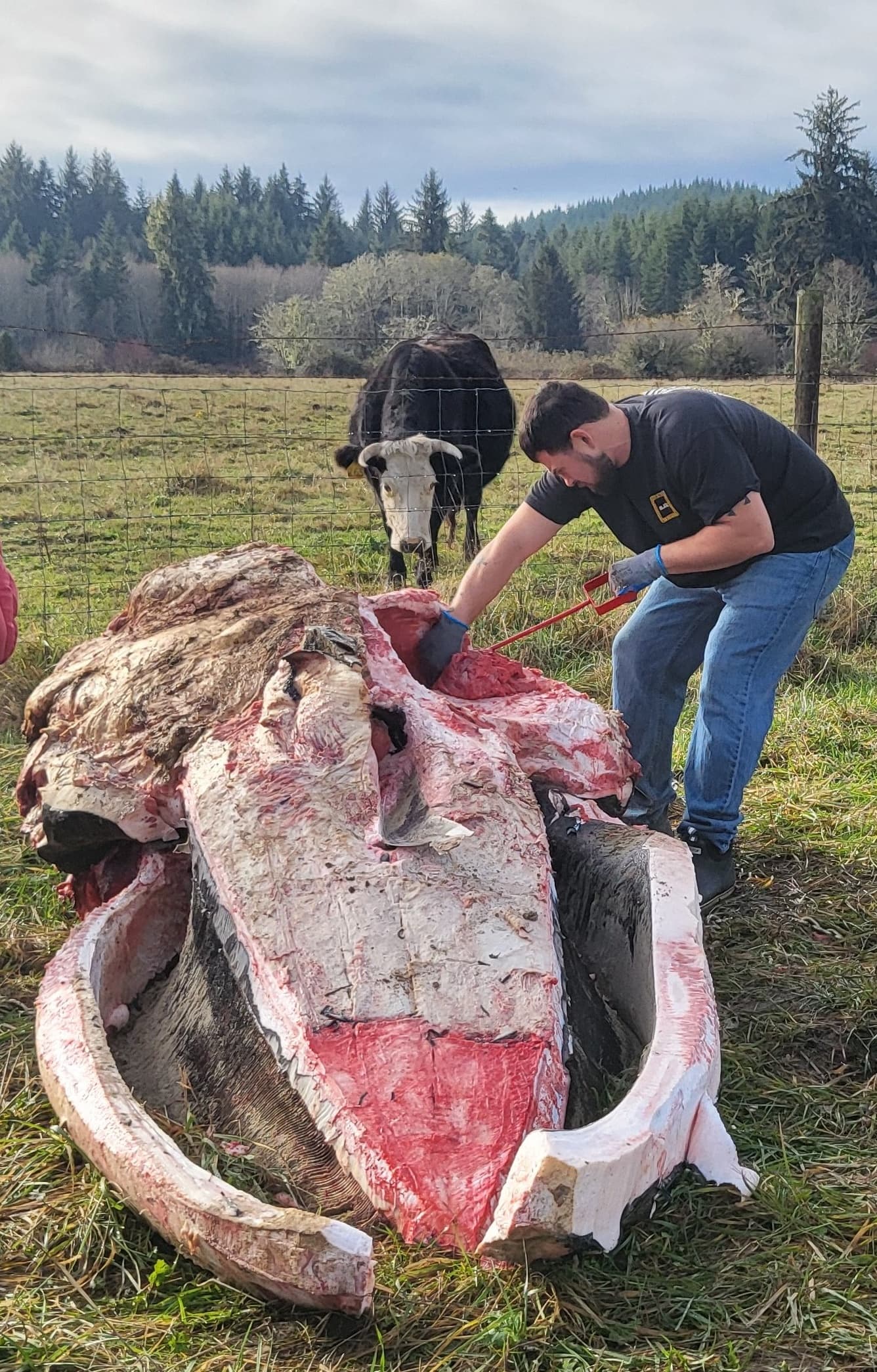As a curious cow watches, CTSI tribal member Joshua Rilatos works on cleaning up the humpback whale skull recovered from Yachats, Oregon.