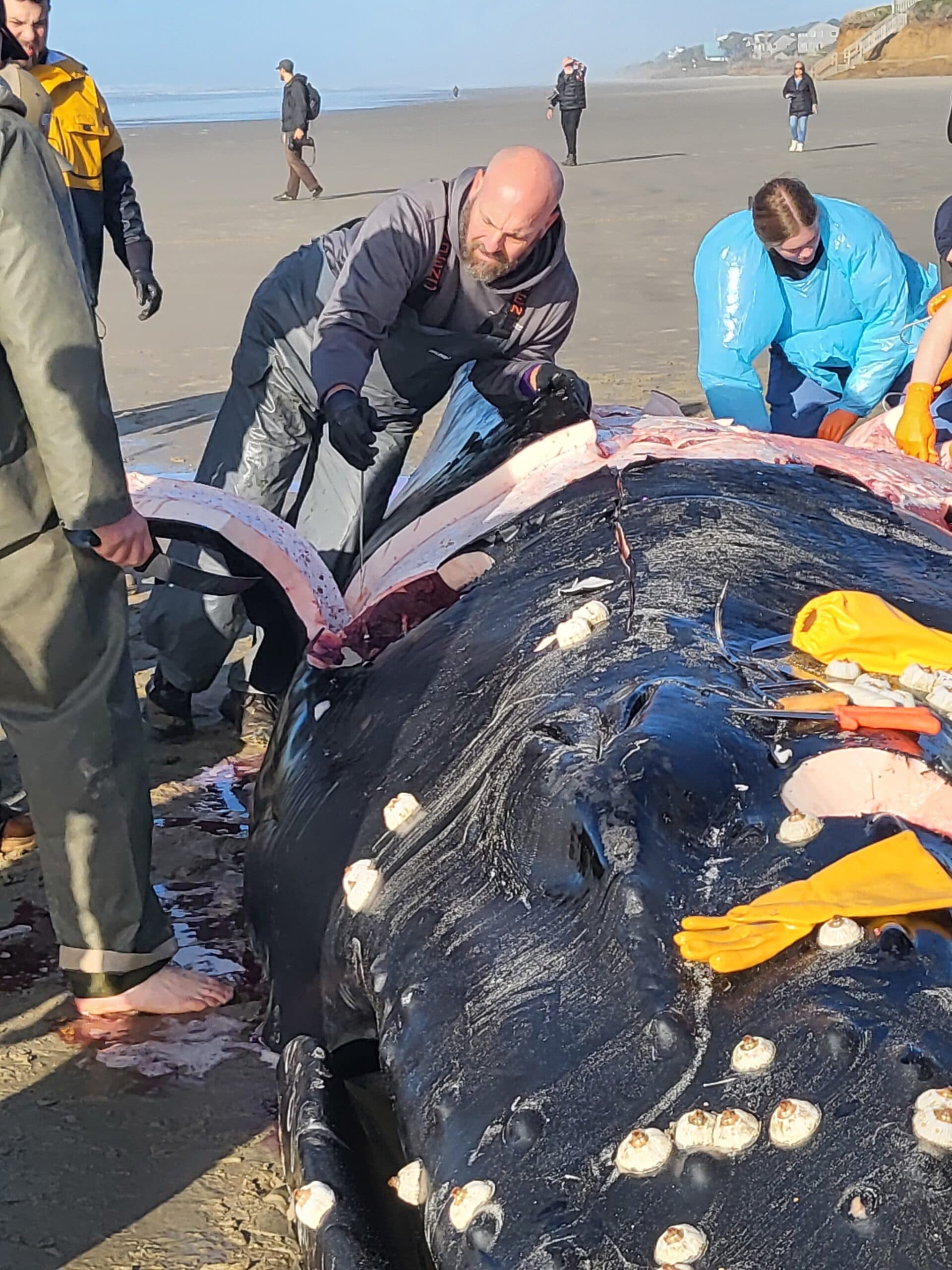 CTSI tribal citizen Todd Logan, flanked by other CTSI citizens and members of the OSU Necropsy team.