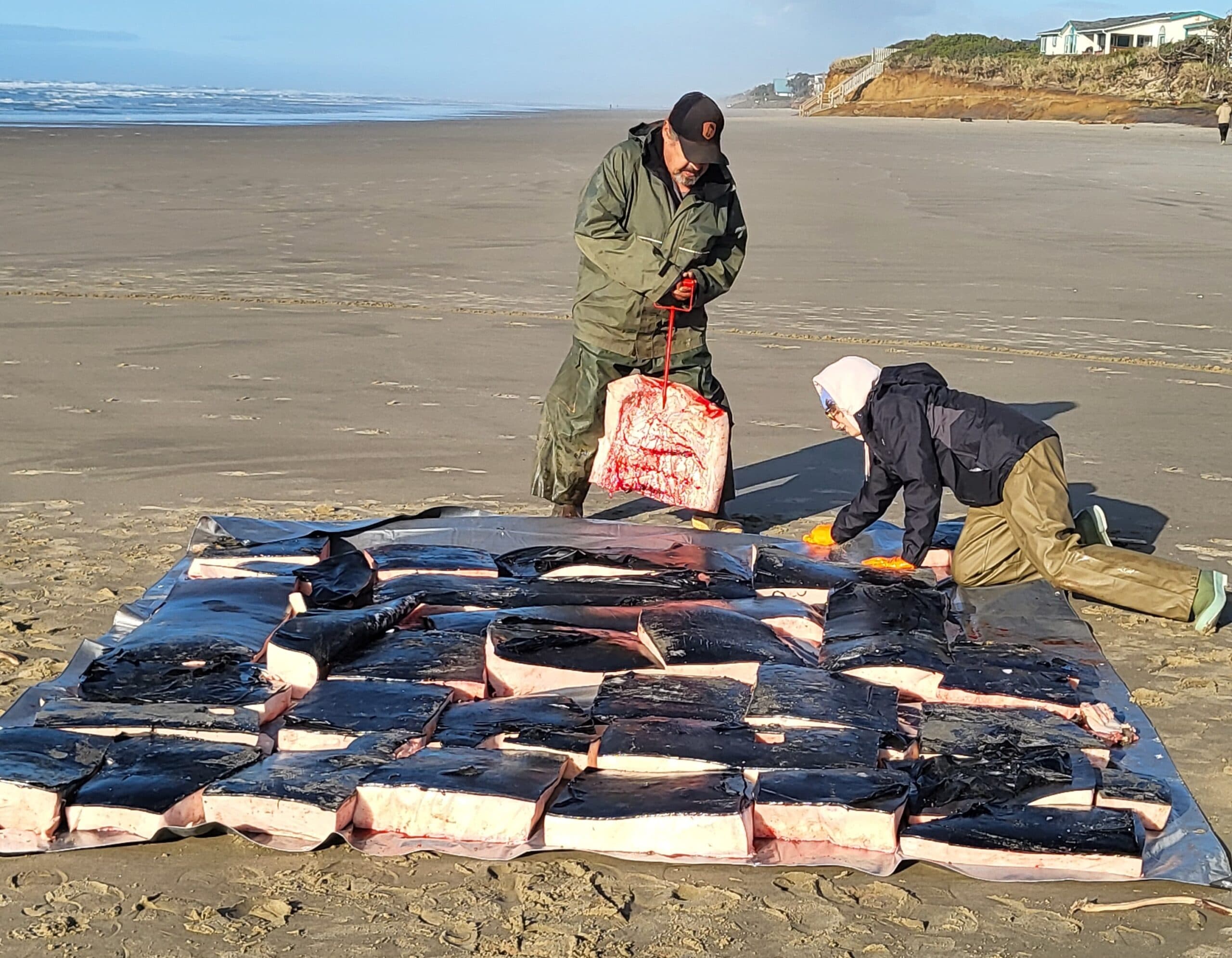 CTSI tribal members and employees Greg Goddell and Zena Green arrange the whale’s sectioned blubber on a beach near Yachats, Oregon.