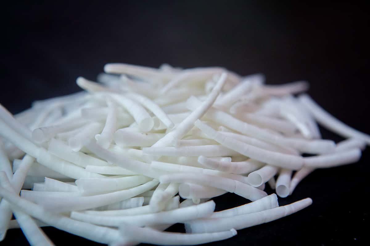 Dentalium_IndianFishermen-2222 (1)