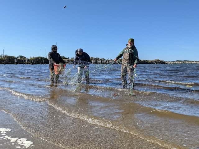 Two Coquille tribal employees and a volunteer stand in the water of the Coquille River near where it empties into the Pacific Ocean in October, untangling a gill net before stretching it across the mouth of Ferry Creek. Photo by Chris Aadland/Underscore News
