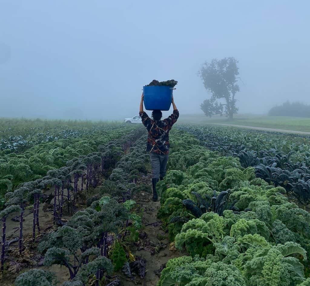 Farm work provided a much-needed break from the academic and journalistic rigors at the University of Massachusetts. Photo credit/UMass Student Farm