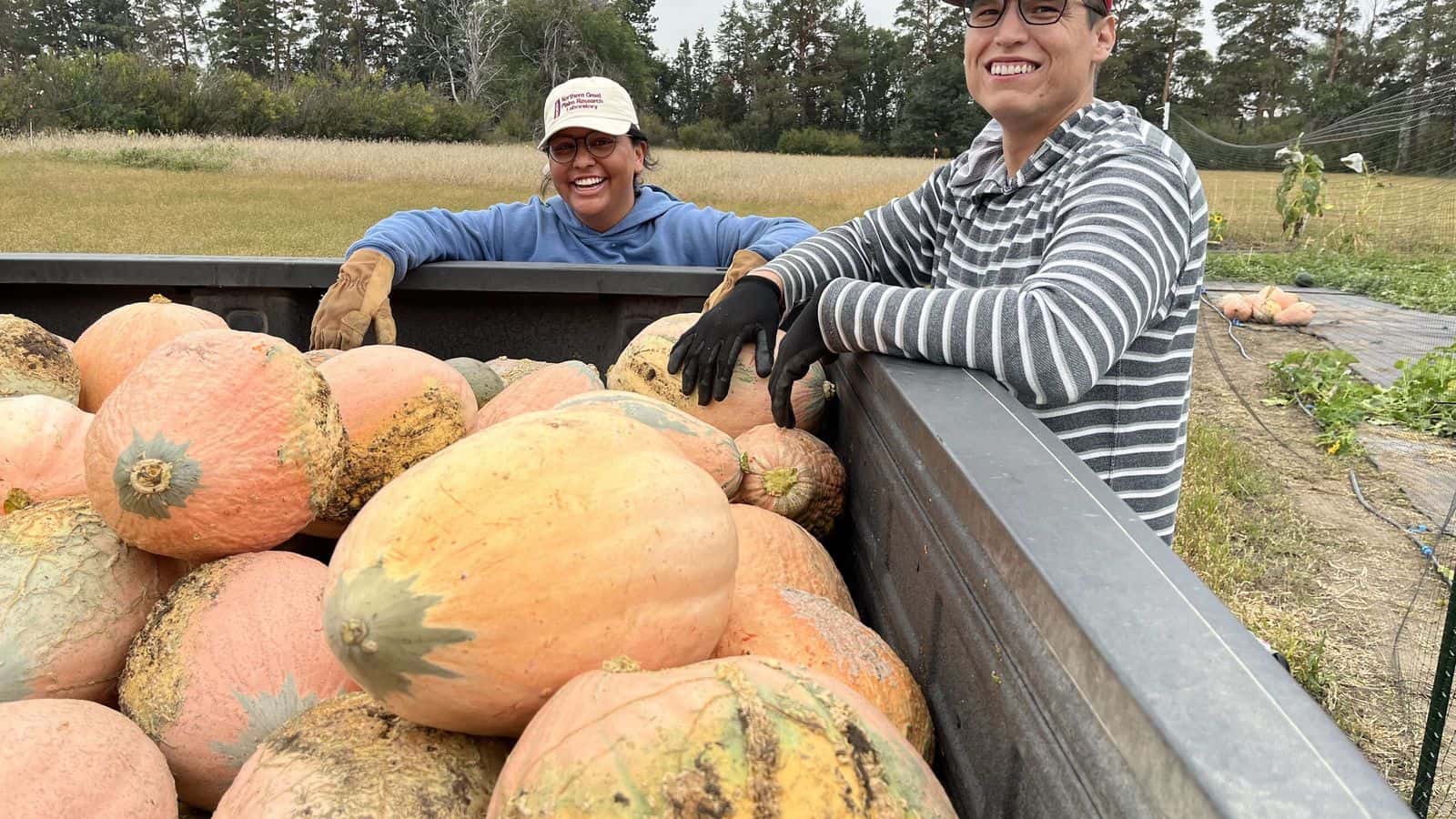 Kate Gates and Brett Alberts of the Agricultural Research Service harvesting Arikara squash. Photo Credit/ Claire Friedrichsen