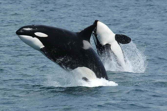 Transient killer whales near Unimak Island, eastern Aleutian Islands, Alaska. (Photo by Wikipedia)