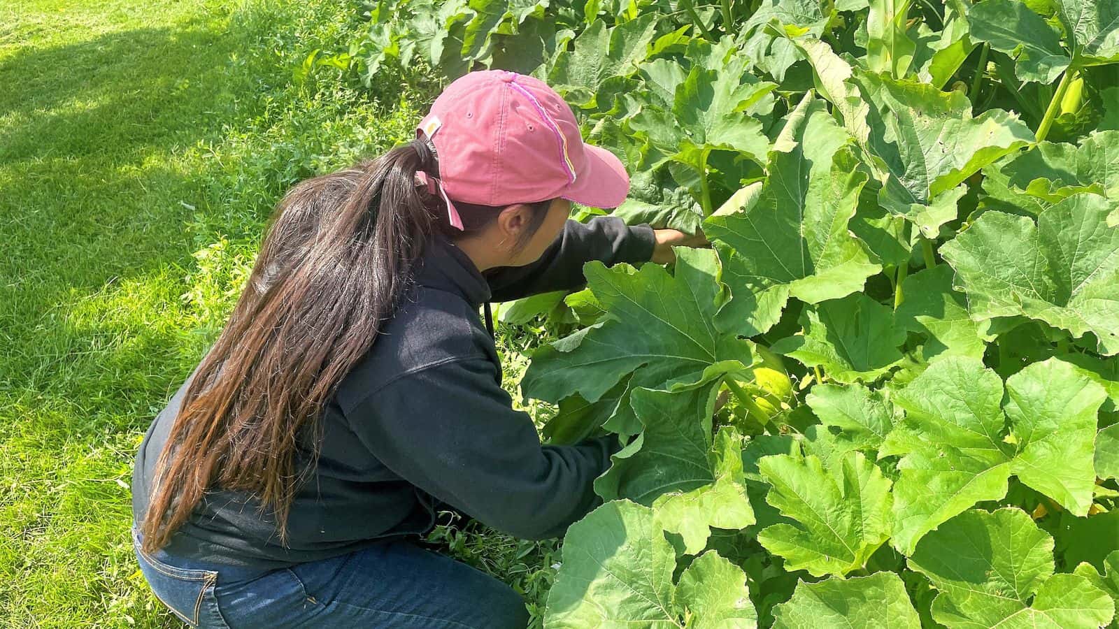 Emily Running Hawk tends to squash growing in the Dragonfly Garden at United Tribes Technical College. Photo by Adrianna Adame