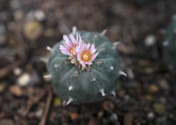 A peyote plant blooms while growing in the nursery at the Indigenous Peyote Conservation Initiative homesite in Hebbronville, Texas, Sunday, March 24, 2024. (AP Photo/Jessie Wardarski)