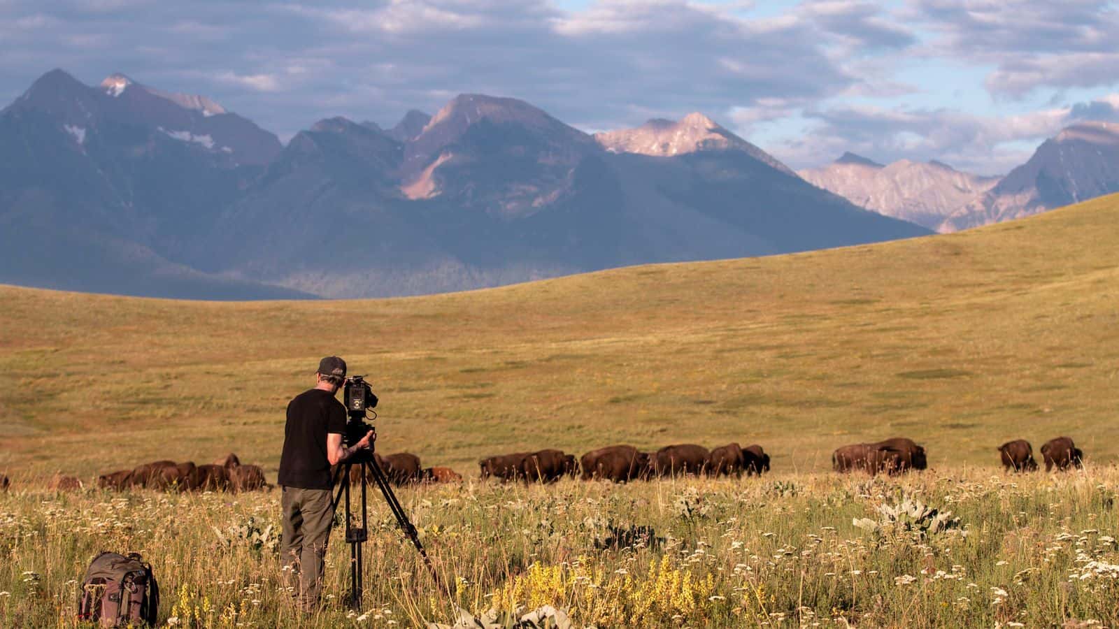 On location in Yellowstone National Park, Buddy Squires and Julie Dunfey film buffalo, a historically important animal hunted nearly to extinction. Photo by Jared Ames.