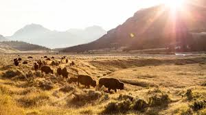 Yellowstone bison plan calls for larger population