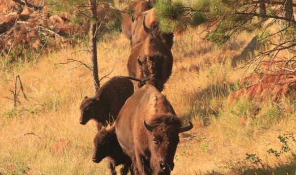 Buffalo in Custer State Park, SD, Sept. 2020. (Photo by Brianna Chappie, Cronkite News)