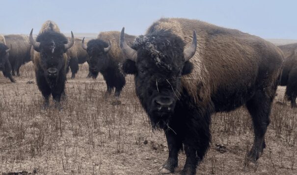 Yellowstone National Park plan sets the stage for bison expansion in Montana