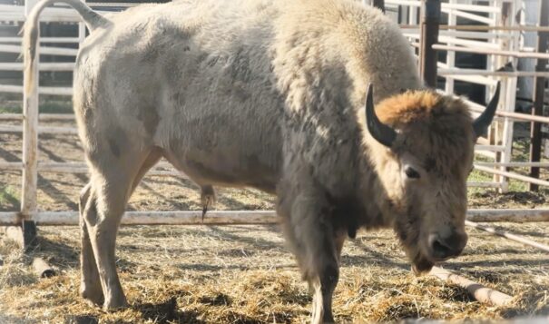 One of five white buffalo calves the Turtle Mountain Band of Chippewa gifted to each local tribal community (Photo credit: Grace Fiori).